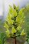 Portrait of mount diablo milkvetch flowers, Astragalus oxyphysus