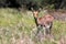 Portrait of a Mountain Reedbuck ram