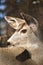 Portrait of mule deer