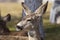 Portrait of mule deer