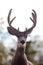 Portrait of mule deer buck with velvet antler