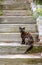 Portrait of a multi-colored cat sitting on the stairs