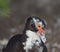 Portrait of Muscovy Duck