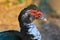 Portrait of Muscovy Duck