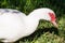 Portrait of a musk duck