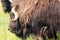 Portrait of a Musk Ox