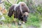 Portrait of a musk ox Ovibos moschatus