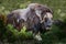 Portrait of a musk ox Ovibos moschatus