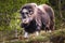 portrait of a musk ox Ovibos moschatus