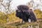 Portrait of a musk ox Ovibos moschatus