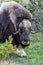 Portrait of a musk ox Ovibos moschatus