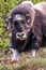 Portrait of a musk ox Ovibos moschatus