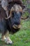 Portrait of a musk ox Ovibos moschatus