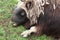 Portrait of a Muskox in a field