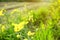 Portrait of mustard plant beautiful yellow flowers