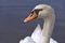 Portrait mute swan