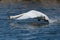 Portrait mute swan cygnus olor in flight, take off