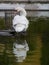 Portrait of a mute swan in a pond