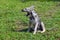 Portrait of a mutt puppy sitting on a green lawn. Portrait young dog playing in the meadow, green grass