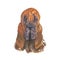 Portrait of the muzzle of an animal dog breed Bloodhound red color sadly looking at the viewer potrtet hunting dog