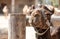 Portrait of muzzle of camel in the local famous park on the island of Cyprus. Mazotos Camel Park