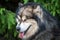 portrait of muzzle of the dog Alaskan Malamute with tongue, summer heat