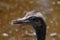 Portrait of a Nandu Rhea americana, view of neck and head on the natural brown background. Photography of nature and wildlife