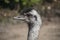 Portrait of a Nandu Rhea americana, view of neck and head. Photography of nature and wildlife