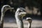 Portrait of a Nandu Rhea americana, view of neck and head. Photography of nature and wildlife