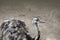 Portrait of a Nandu Rhea americana, view of neck and head. Photography of nature and wildlife