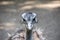 Portrait of a Nandu Rhea americana, view of neck and head. Photography of nature and wildlife