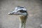 Portrait of a Nandu Rhea americana, view of neck and head. Photography of nature and wildlife