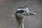 Portrait of a Nandu Rhea americana, view of neck and head. Photography of nature and wildlife