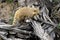 Portrait of nasua raccoon on the dry tree