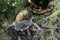 Portrait of nasua raccoon on the tree stump