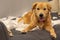 Portrait of naughty golden dog laying on tissue at sofa