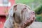 Portrait Of A Neapolitan Mastiff Dog