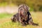 Portrait of a Neapolitan Mastiff outdoors