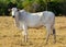 portrait of nelore cow looking at camera on pasture, white cow