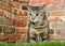 Portrait of a nervous wide eyed tabby sitting in grass