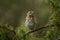 Portrait of nestling fieldfare (Turdus pilaris