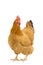 Portrait of a New Hampshire Red hen chicken standing full body isolated on a white background