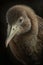 Portrait of a new zealand kiwi bird