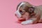 portrait of newborn chihuahua puppy