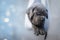 Portrait of a newborn gray cane corso puppy sleeping in a hammock