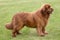 The portrait of Newfoundland brown dog