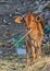 Portrait of newly born calf of cow in an indian village