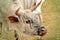 Portrait of a Nguni bull head