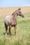 Portrait of nice appaloosa mare