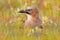 Portrait of nice bird Eurasian Jay, Garrulus glandarius, with orange fall down leaves and morning sun during orange autumn. Orange